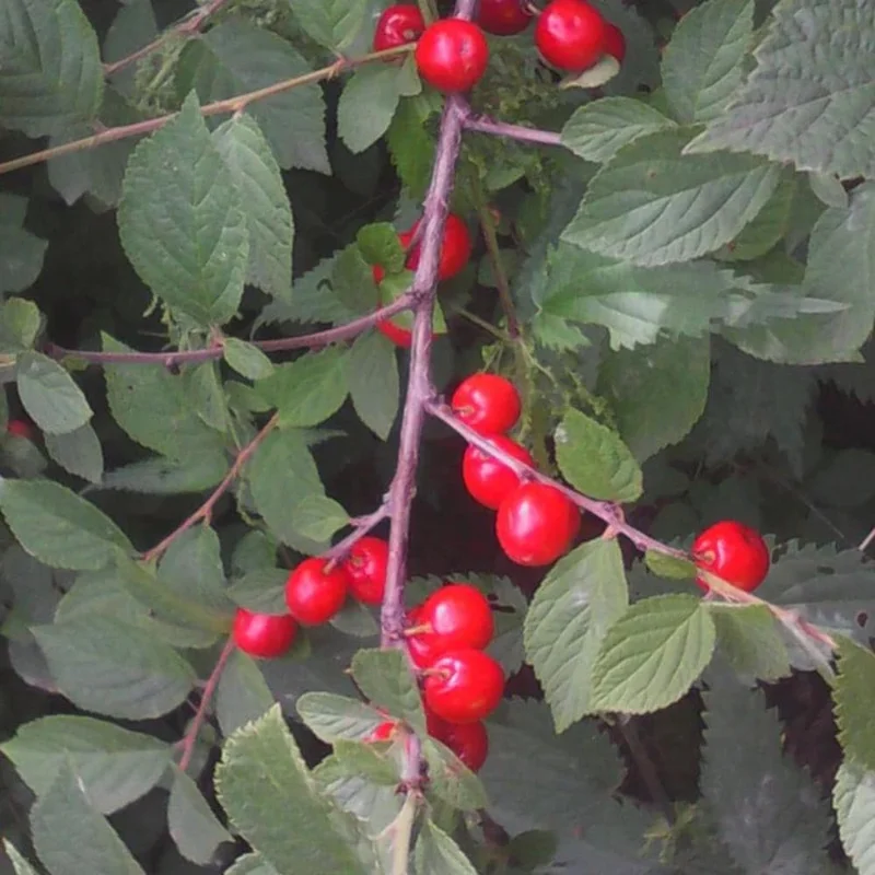 Red Sweet Bush Nanking Cherry Live Plant – 6-12 Inches Tall, Outdoor Shrub Red Sweet Bush Nanking Cherry Live Plant – 6-12 Inches Tall, Outdoor Shrub - Image 5