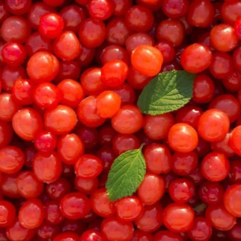 Red Sweet Bush Nanking Cherry Live Plant – 6-12 Inches Tall, Outdoor Shrub Red Sweet Bush Nanking Cherry Live Plant – 6-12 Inches Tall, Outdoor Shrub - Image 6