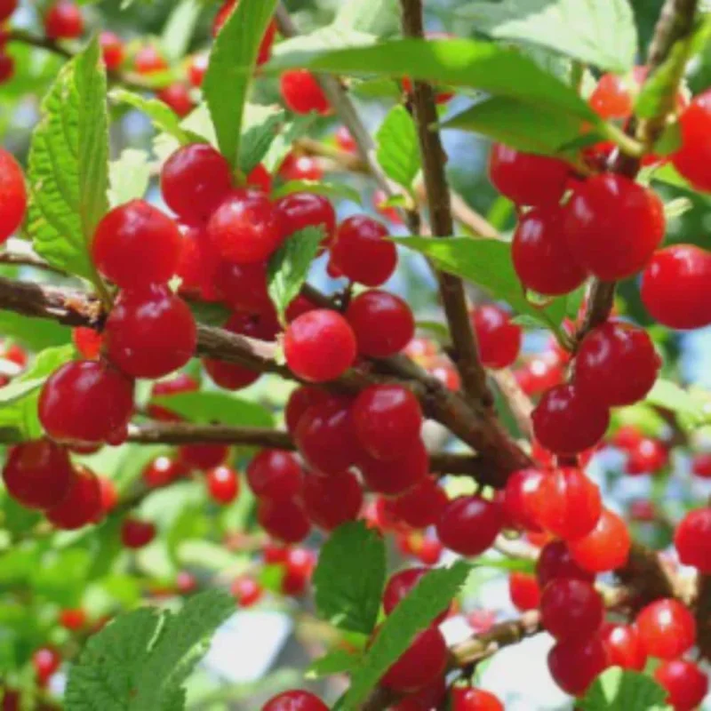 Red Sweet Bush Nanking Cherry Live Plant – 6-12 Inches Tall, Outdoor Shrub Red Sweet Bush Nanking Cherry Live Plant – 6-12 Inches Tall, Outdoor Shrub - Image 7