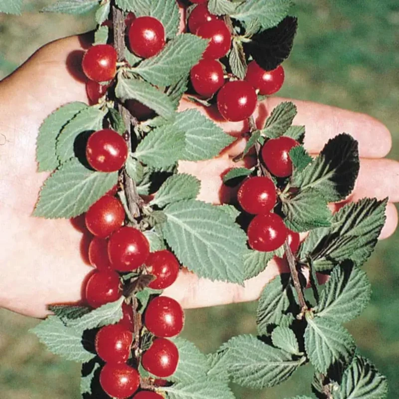 Red Sweet Bush Nanking Cherry Live Plant – 6-12 Inches Tall, Outdoor Shrub Red Sweet Bush Nanking Cherry Live Plant – 6-12 Inches Tall, Outdoor Shrub - Image 8
