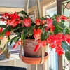 Red Thanksgiving Cactus Live Plant – 8 Inch Tall with 6 Inch Pot – Bright Red Blooms - Image 1