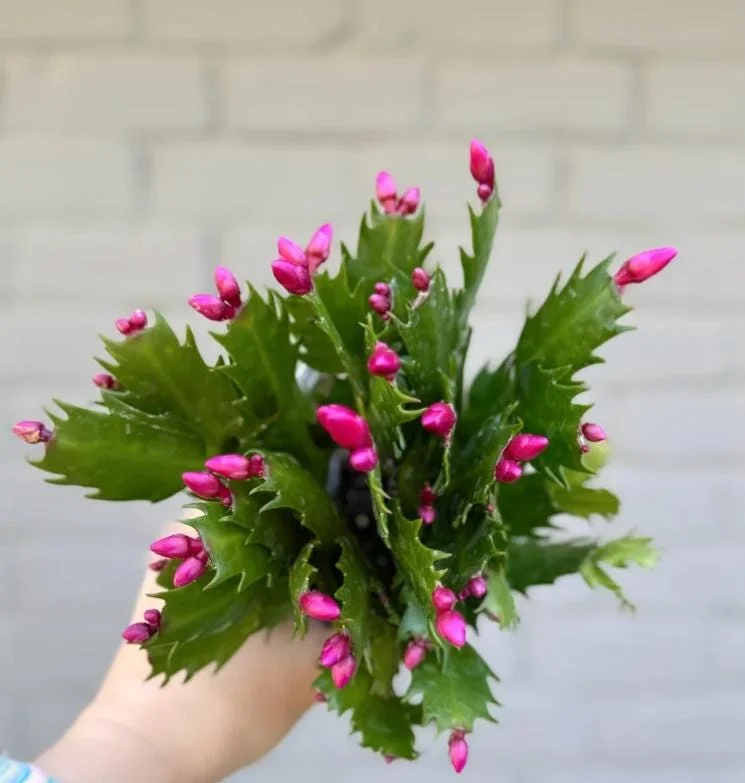 Red Thanksgiving Cactus Live Plant – Holiday Succulent – 8 Inch Tall – 4 Inch Pot – Indoor Red Thanksgiving Cactus Live Plant – Holiday Succulent – 8 Inch Tall – 4 Inch Pot – Indoor - Image 10