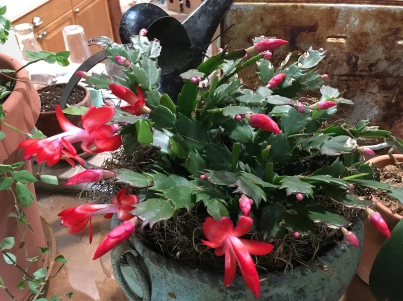 Red Thanksgiving Cactus Live Plant – Holiday Succulent – 8 Inch Tall – 4 Inch Pot – Indoor Red Thanksgiving Cactus Live Plant – Holiday Succulent – 8 Inch Tall – 4 Inch Pot – Indoor - Image 2