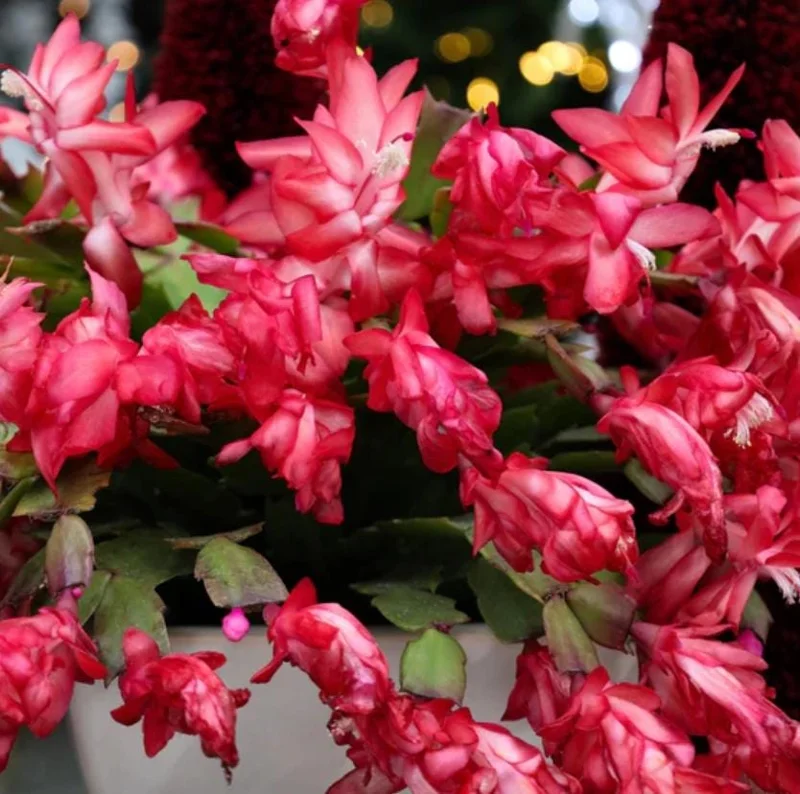 Red Thanksgiving Cactus Live Plant – Holiday Succulent – 8 Inch Tall – 4 Inch Pot – Indoor Red Thanksgiving Cactus Live Plant – Holiday Succulent – 8 Inch Tall – 4 Inch Pot – Indoor - Image 3