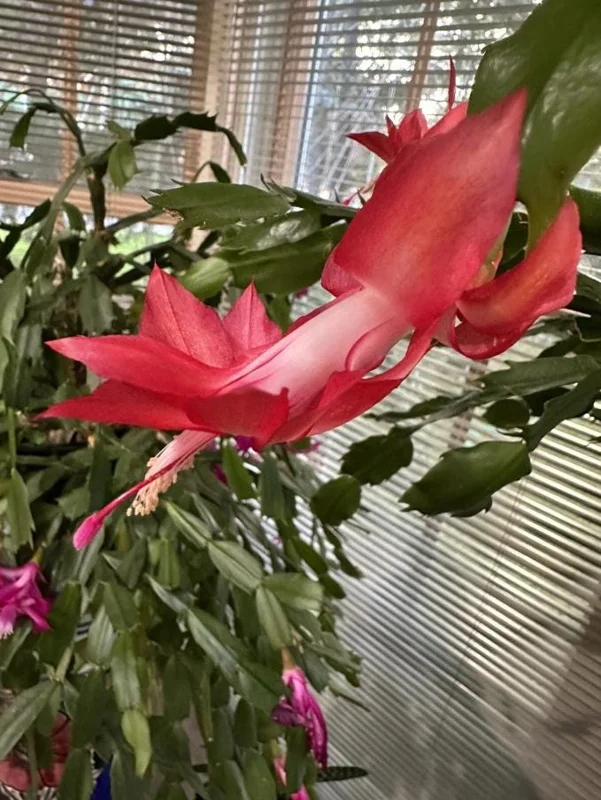 Red Thanksgiving Cactus Live Plant – Holiday Succulent – 8 Inch Tall – 4 Inch Pot – Indoor Red Thanksgiving Cactus Live Plant – Holiday Succulent – 8 Inch Tall – 4 Inch Pot – Indoor - Image 4