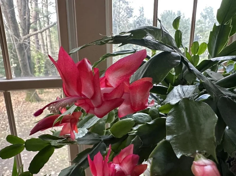Red Thanksgiving Cactus Live Plant – Holiday Succulent – 8 Inch Tall – 4 Inch Pot – Indoor Red Thanksgiving Cactus Live Plant – Holiday Succulent – 8 Inch Tall – 4 Inch Pot – Indoor - Image 5