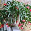Red Thanksgiving Cactus Live Plant – Holiday Succulent – 8 Inch Tall – 4 Inch Pot – Indoor Red Thanksgiving Cactus Live Plant – Holiday Succulent – 8 Inch Tall – 4 Inch Pot – Indoor - Image 1