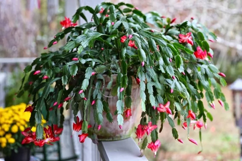 Red Thanksgiving Cactus Live Plant – Holiday Succulent – 8 Inch Tall – 4 Inch Pot – Indoor Red Thanksgiving Cactus Live Plant – Holiday Succulent – 8 Inch Tall – 4 Inch Pot – Indoor - Image 1