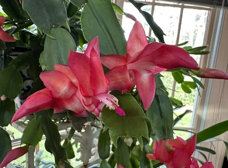 Red Thanksgiving Cactus Live Plant – Holiday Succulent – 8 Inch Tall – 4 Inch Pot – Indoor Red Thanksgiving Cactus Live Plant – Holiday Succulent – 8 Inch Tall – 4 Inch Pot – Indoor - Image 6