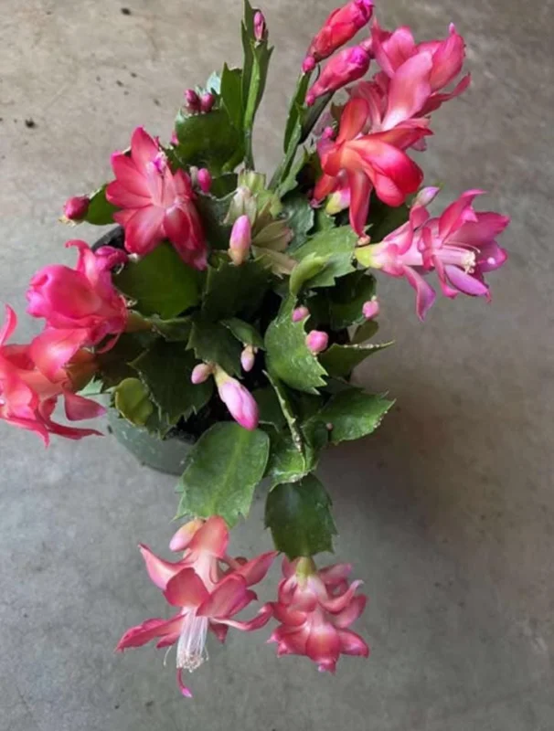 Red Thanksgiving Cactus Live Plant – Holiday Succulent – 8 Inch Tall – 4 Inch Pot – Indoor Red Thanksgiving Cactus Live Plant – Holiday Succulent – 8 Inch Tall – 4 Inch Pot – Indoor - Image 7