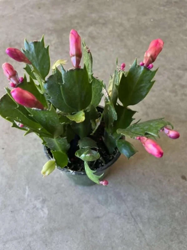 Red Thanksgiving Cactus Live Plant – Holiday Succulent – 8 Inch Tall – 4 Inch Pot – Indoor Red Thanksgiving Cactus Live Plant – Holiday Succulent – 8 Inch Tall – 4 Inch Pot – Indoor - Image 8