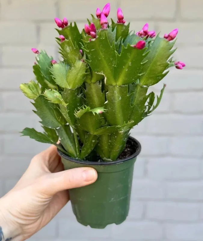Red Thanksgiving Cactus Live Plant – Holiday Succulent – 8 Inch Tall – 4 Inch Pot – Indoor Red Thanksgiving Cactus Live Plant – Holiday Succulent – 8 Inch Tall – 4 Inch Pot – Indoor - Image 9