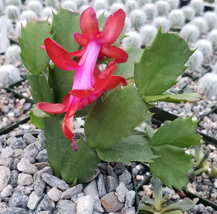 Red Thanksgiving Cactus Live Plant – Vibrant Holiday Succulent – 7 Inch Tall in 2 Inch Pot – Easy Care Indoor Red Thanksgiving Cactus Live Plant – Vibrant Holiday Succulent – 7 Inch Tall in 2 Inch Pot – Easy Care Indoor - Image 3