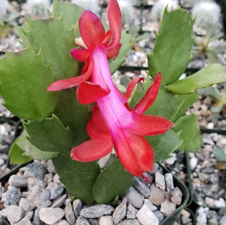 Red Thanksgiving Cactus Live Plant – Vibrant Holiday Succulent – 7 Inch Tall in 2 Inch Pot – Easy Care Indoor Red Thanksgiving Cactus Live Plant – Vibrant Holiday Succulent – 7 Inch Tall in 2 Inch Pot – Easy Care Indoor - Image 4