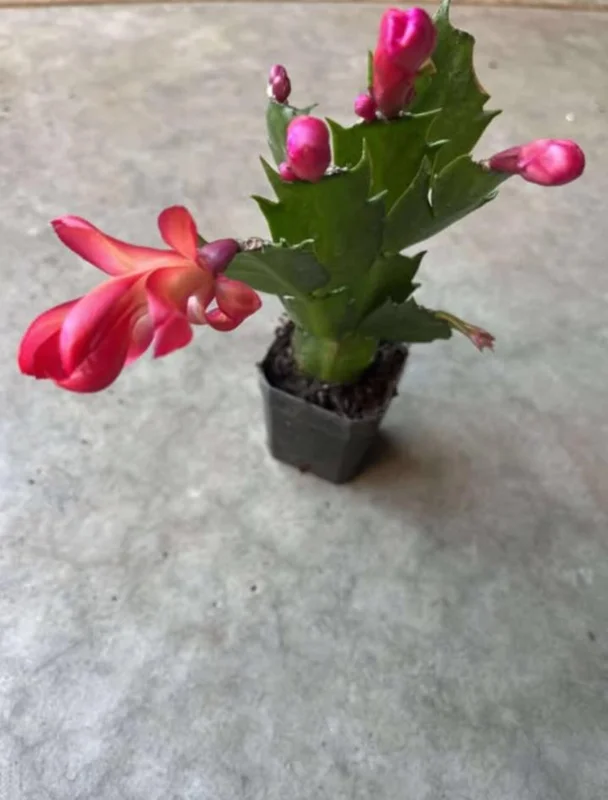Red Thanksgiving Cactus Live Plant – Vibrant Holiday Succulent – 7 Inch Tall in 2 Inch Pot – Easy Care Indoor Red Thanksgiving Cactus Live Plant – Vibrant Holiday Succulent – 7 Inch Tall in 2 Inch Pot – Easy Care Indoor - Image 5