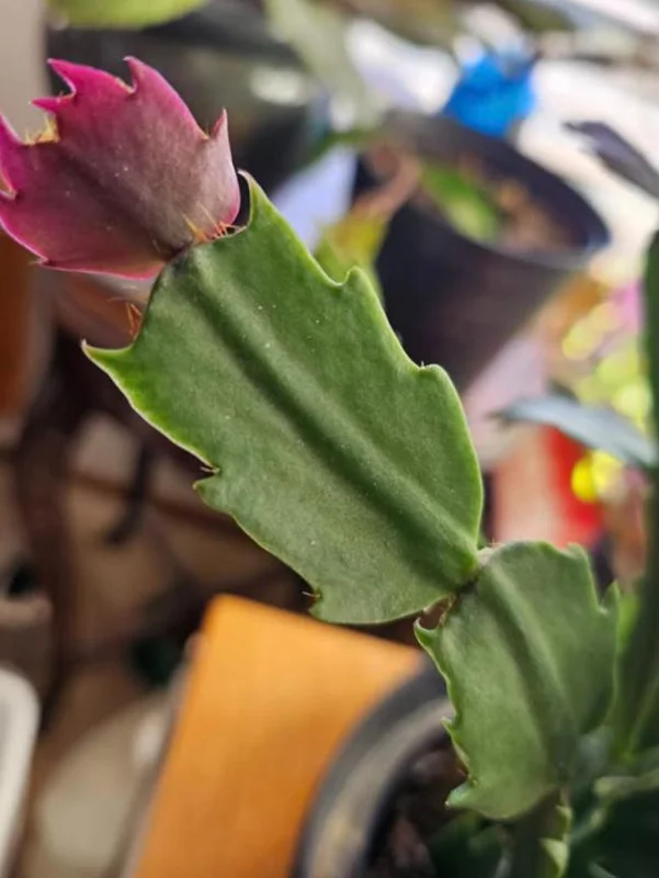 Red Thanksgiving Cactus Live Plant – Vibrant Holiday Succulent – 7 Inch Tall in 2 Inch Pot – Easy Care Indoor Red Thanksgiving Cactus Live Plant – Vibrant Holiday Succulent – 7 Inch Tall in 2 Inch Pot – Easy Care Indoor - Image 6