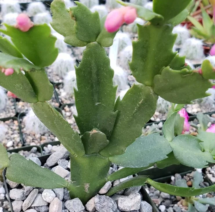 Red Thanksgiving Cactus Live Plant – Vibrant Holiday Succulent – 7 Inch Tall in 2 Inch Pot – Easy Care Indoor Red Thanksgiving Cactus Live Plant – Vibrant Holiday Succulent – 7 Inch Tall in 2 Inch Pot – Easy Care Indoor - Image 7