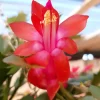 Red Thanksgiving Cactus Live Plant – Vibrant Holiday Succulent – 7 Inch Tall in 2 Inch Pot – Easy Care Indoor Red Thanksgiving Cactus Live Plant – Vibrant Holiday Succulent – 7 Inch Tall in 2 Inch Pot – Easy Care Indoor - Image 1