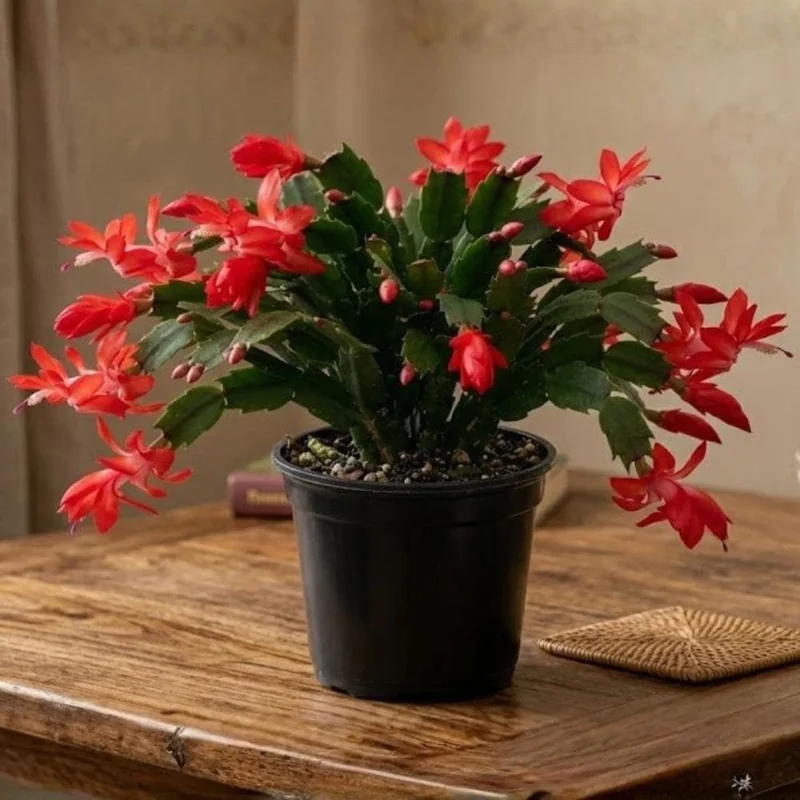 Red Thanksgiving Cactus Live Plant – Zygocactus – 4 Inch Pot – Indoor Flowering Red Thanksgiving Cactus Live Plant – Zygocactus – 4 Inch Pot – Indoor Flowering - Image 2