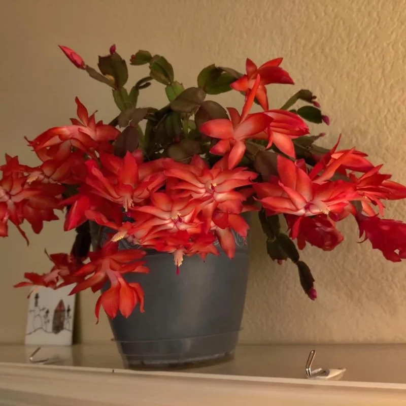 Red Thanksgiving Cactus Live Plant – Zygocactus – 4 Inch Pot – Indoor Flowering Red Thanksgiving Cactus Live Plant – Zygocactus – 4 Inch Pot – Indoor Flowering - Image 3