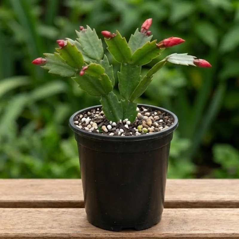 Red Thanksgiving Cactus Live Plant – Zygocactus – 4 Inch Pot – Indoor Flowering Red Thanksgiving Cactus Live Plant – Zygocactus – 4 Inch Pot – Indoor Flowering - Image 4