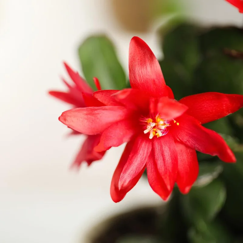 Red Thanksgiving Cactus Live Plant – Zygocactus – 4 Inch Pot – Indoor Flowering Red Thanksgiving Cactus Live Plant – Zygocactus – 4 Inch Pot – Indoor Flowering - Image 5