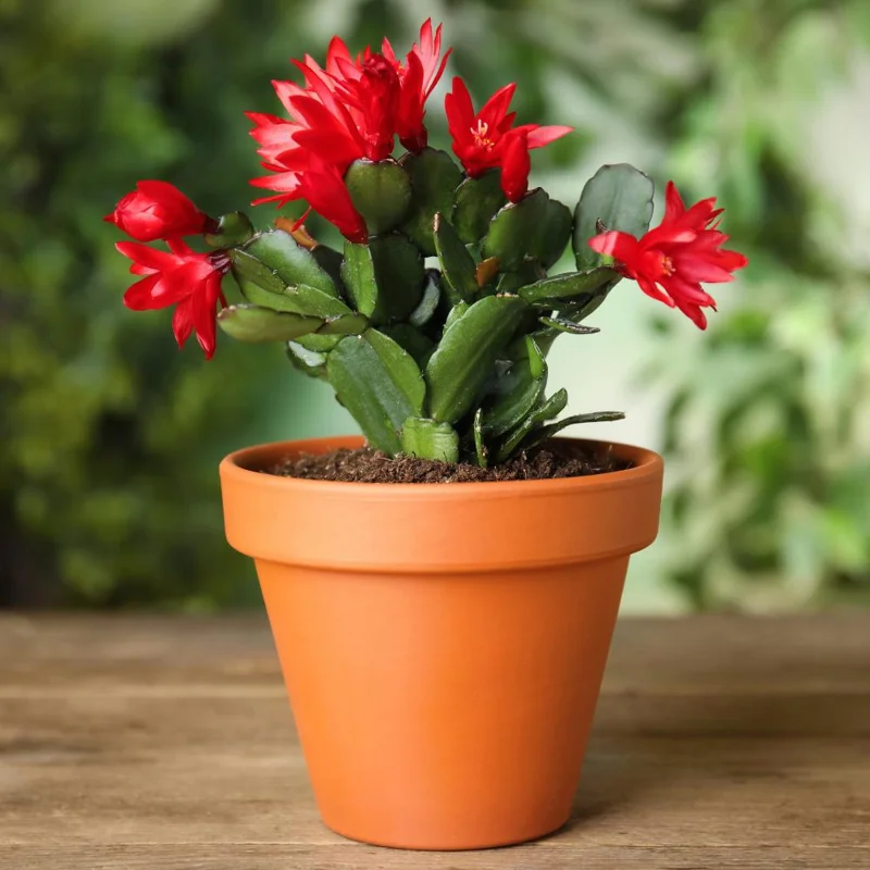 Red Thanksgiving Cactus Live Plant – Zygocactus – 4 Inch Pot – Indoor Flowering Red Thanksgiving Cactus Live Plant – Zygocactus – 4 Inch Pot – Indoor Flowering - Image 6
