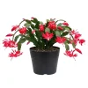 Red Thanksgiving Cactus Live Plant – Zygocactus – 4 Inch Pot – Indoor Flowering Red Thanksgiving Cactus Live Plant – Zygocactus – 4 Inch Pot – Indoor Flowering - Image 1