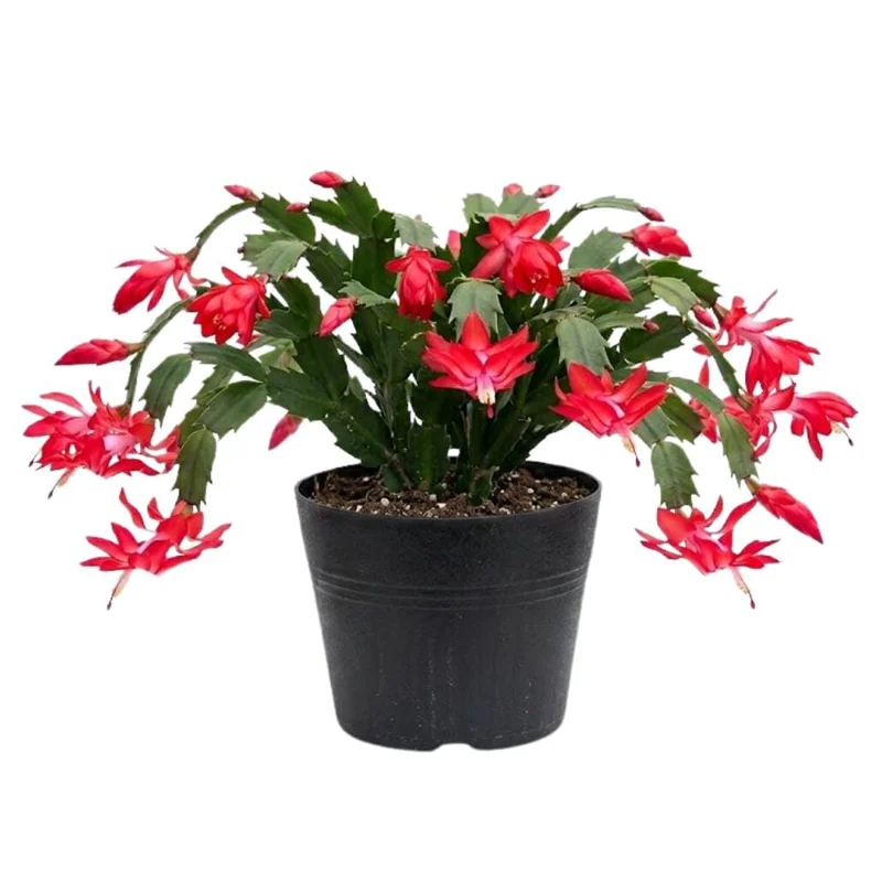 Red Thanksgiving Cactus Live Plant – Zygocactus – 4 Inch Pot – Indoor Flowering Red Thanksgiving Cactus Live Plant – Zygocactus – 4 Inch Pot – Indoor Flowering - Image 1