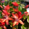 Red Thanksgiving Cactus Live Plant - Zygocactus - 4" Pot - Indoor Blooming Houseplant - Image 1
