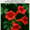 Red Trumpet Vine Seeds - 12 Pack Perennial Organic, Attracts Hummingbirds, Climbing Red Trumpet Vine Seeds - 12 Pack Perennial Organic, Attracts Hummingbirds, Climbing - Image 1