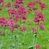 Red Valerian Seeds - 105 Centranthus Ruber Seeds for Outdoor Gardens - Image 1