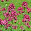 Red Valerian Seeds - Centranthus Ruber Flower Seeds, 100 Count, Perennial, Red Flowers - Image 1
