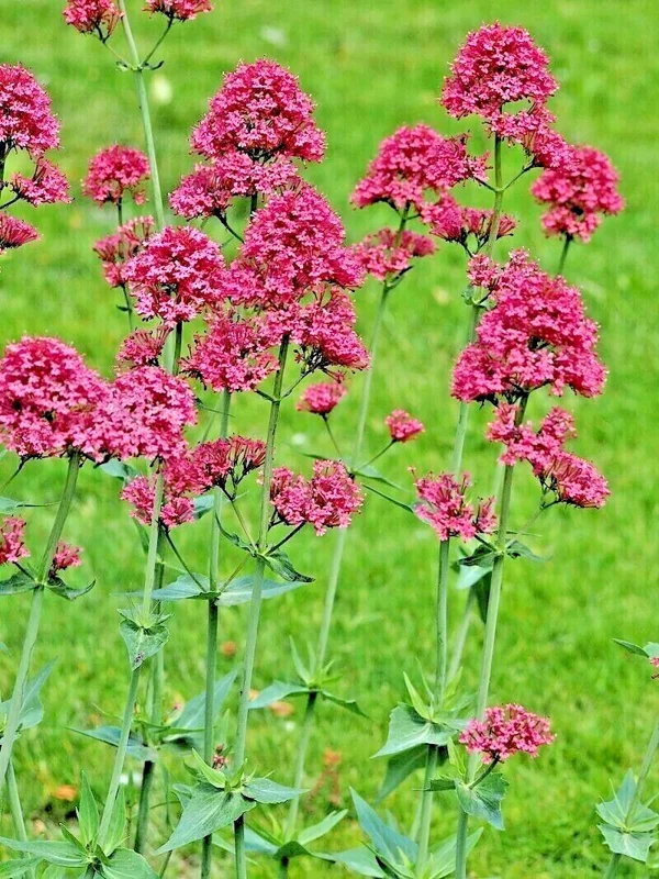Red Valerian Seeds - Centranthus Ruber (Jupiter's Beard) - 101 Seeds, Easy Grow - Image 2