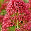 Red Valerian Seeds - Centranthus Ruber (Jupiter's Beard) - 101 Seeds, Easy Grow - Image 1