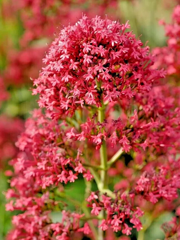 Red Valerian Seeds - Centranthus Ruber (Jupiter's Beard) - 101 Seeds, Easy Grow - Image 1