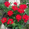 Red Verbena Live Plant - 4 Inch Pot - Vibrant Red Flowers for Outdoor Garden - Image 1