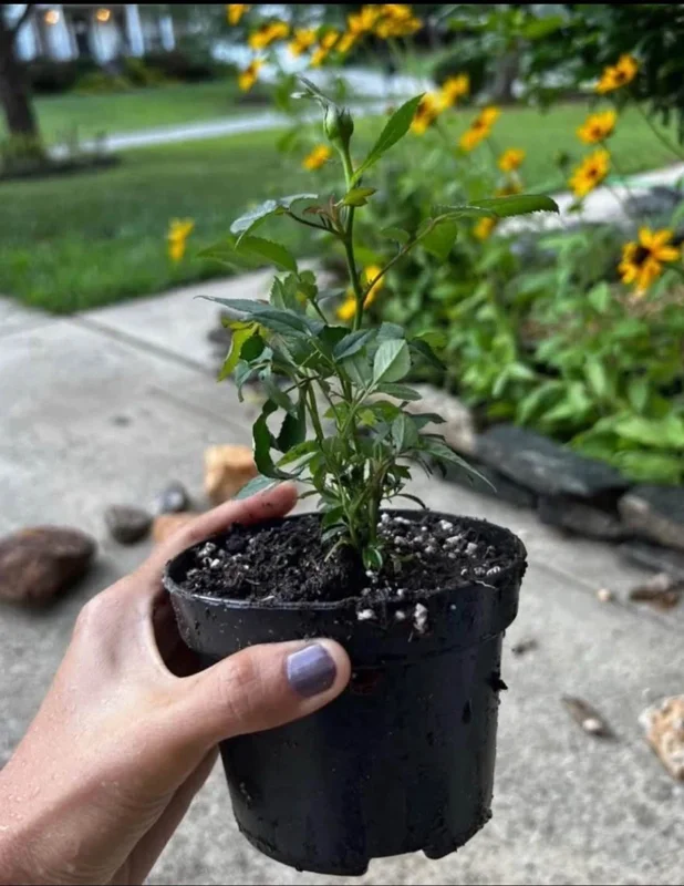 Red-White Mix Miniature Live Plant Starter – 3-8 Inch Tall Indoor/Outdoor Red-White Mix Miniature Live Plant Starter – 3-8 Inch Tall Indoor/Outdoor - Image 2