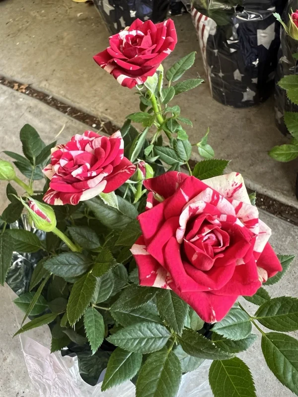 Red-White Mix Miniature Live Plant Starter – 3-8 Inch Tall Indoor/Outdoor Red-White Mix Miniature Live Plant Starter – 3-8 Inch Tall Indoor/Outdoor - Image 1