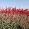 Red Yucca Live Plant - 4 Inch Pot - Hardy Desert Ornamental Perennial - Image 1