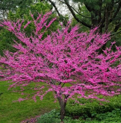 RedBud Native Tree Seedling - 5 Bare Roots, 1-2ft Tall, Outdoor Plant RedBud Native Tree Seedling - 5 Bare Roots, 1-2ft Tall, Outdoor Plant - Image 2