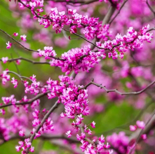 RedBud Native Tree Seedling - 5 Bare Roots, 1-2ft Tall, Outdoor Plant RedBud Native Tree Seedling - 5 Bare Roots, 1-2ft Tall, Outdoor Plant - Image 3