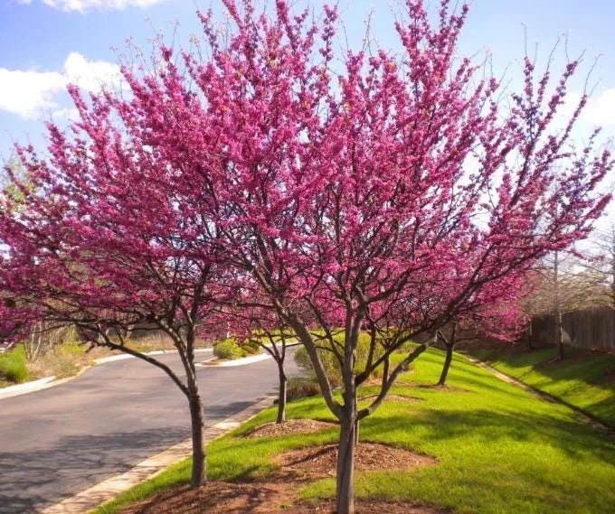 RedBud Native Tree Seedling - 5 Bare Roots, 1-2ft Tall, Outdoor Plant RedBud Native Tree Seedling - 5 Bare Roots, 1-2ft Tall, Outdoor Plant - Image 4