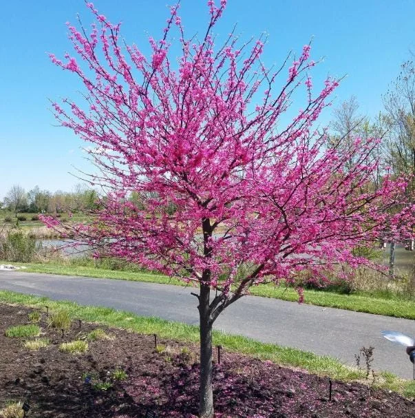RedBud Native Tree Seedling - 5 Bare Roots, 1-2ft Tall, Outdoor Plant RedBud Native Tree Seedling - 5 Bare Roots, 1-2ft Tall, Outdoor Plant - Image 6