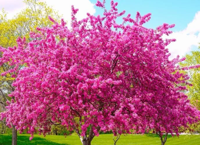 RedBud Native Tree Seedling - 5 Bare Roots, 1-2ft Tall, Outdoor Plant RedBud Native Tree Seedling - 5 Bare Roots, 1-2ft Tall, Outdoor Plant - Image 1