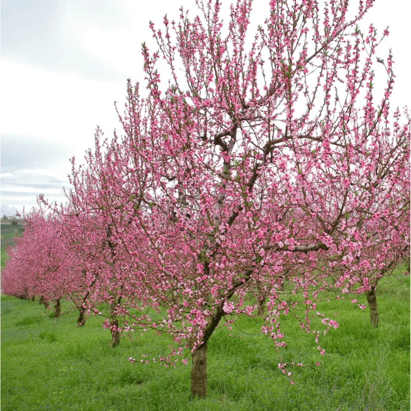 Reliance Peach Tree Root for Planting - 6-12 Inch Tall Grafted Starter Plant, Outdoor Fruit Tree - Image 2