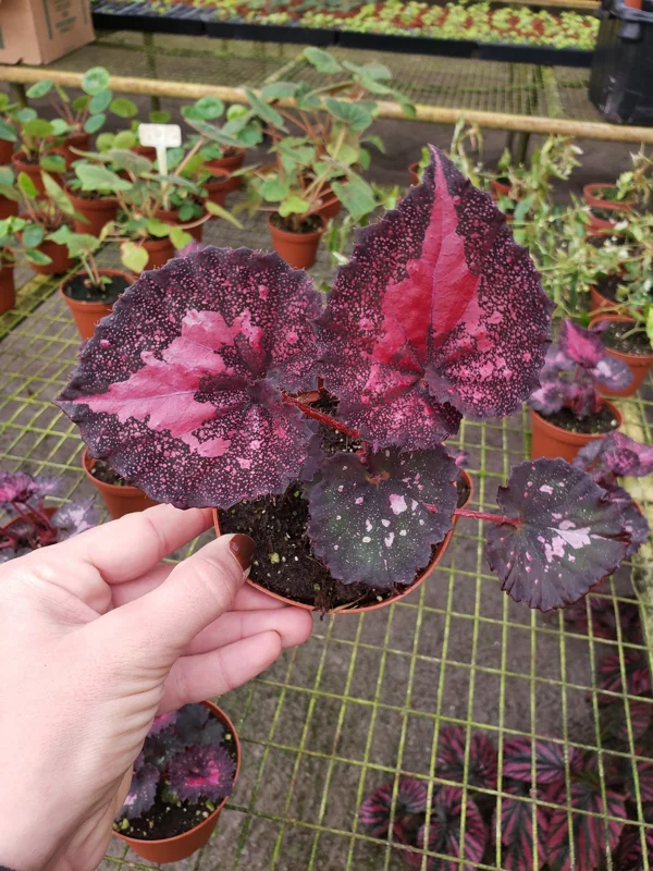 Rex Begonia Harmony's Love Hurts Live Plant - 4 Inch Pot - Colorful Foliage Houseplant - Image 2