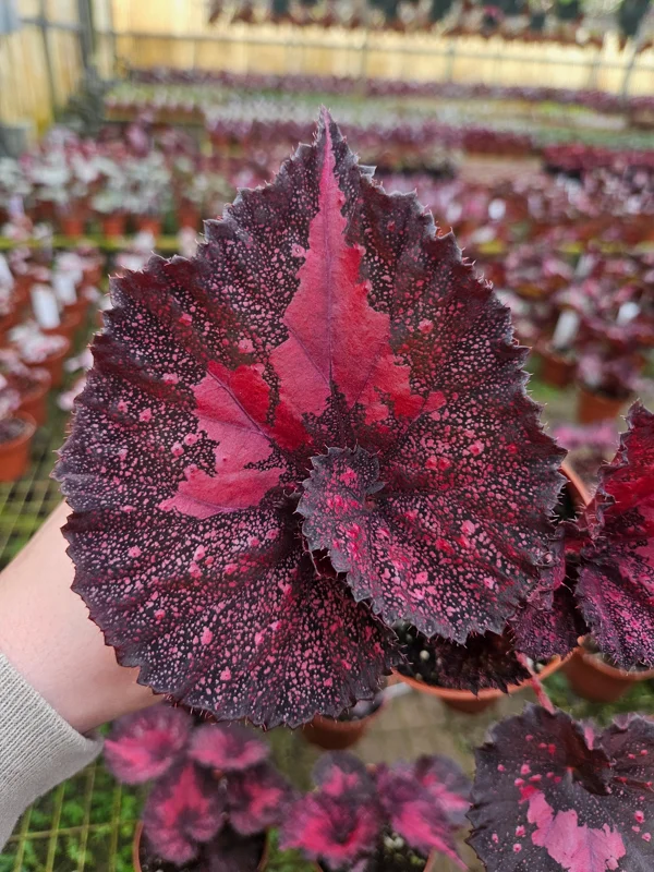 Rex Begonia Harmony's Love Hurts Live Plant - 4 Inch Pot - Colorful Foliage Houseplant - Image 1