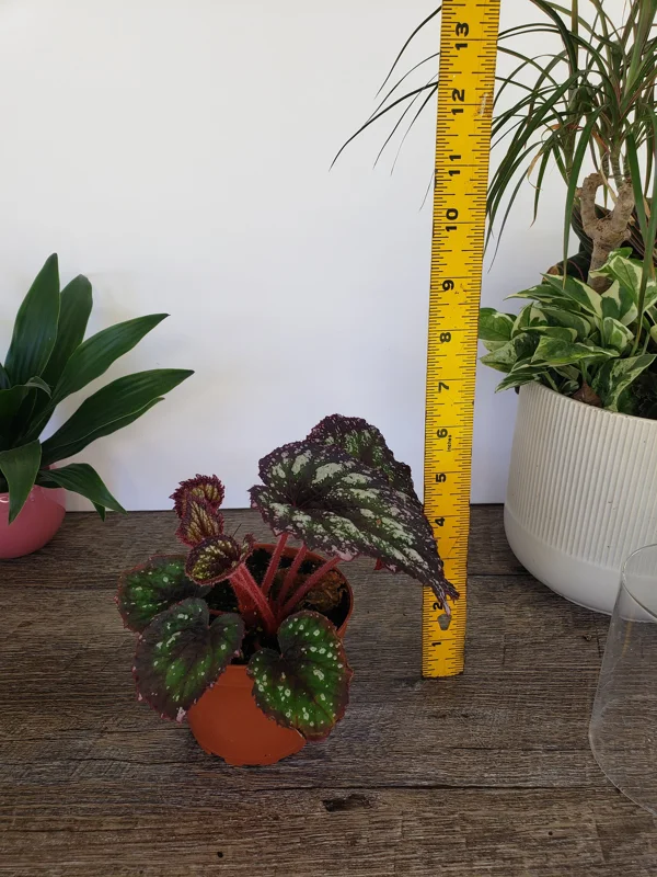 Rex Begonia Harmony's Starry Night Live Plant – 4 Inch Nursery Pot – Indoor - Image 2