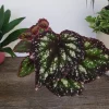 Rex Begonia Harmony's Starry Night Live Plant – 4 Inch Nursery Pot – Indoor - Image 1